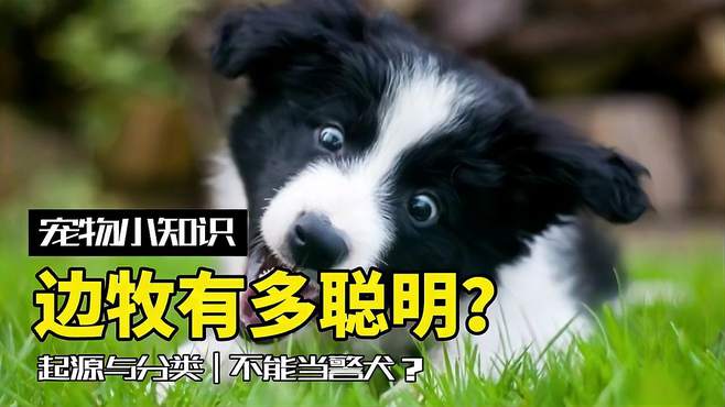 宠物小知识：边牧为什么不能当警犬？