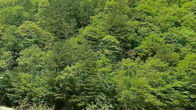 去往秦岭深山的路上，空气超级好，佛坪欢迎你