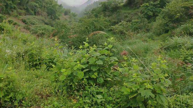 清晨山间风景(梅丁岗)