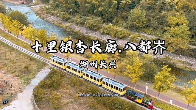 第11集 | 长兴八都岕十里银杏长廊大门票仅9.9起，节假日通用，数量有限赶紧囤，感受一下童话一样的秋天吧 #属于秋天的颜色  #一起享受大自然的美  #最美的