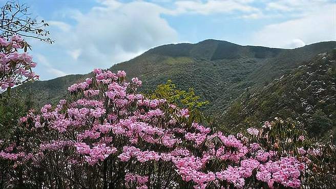 江西坳风景如画，杜鹃花特别美，真的是：风景这边独好