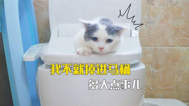 小奶猫不小心掉进马桶，迎来第一次洗澡