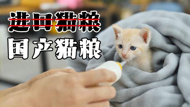 反向科普：我为什么不选择进口猫粮，反而支持国产猫粮？